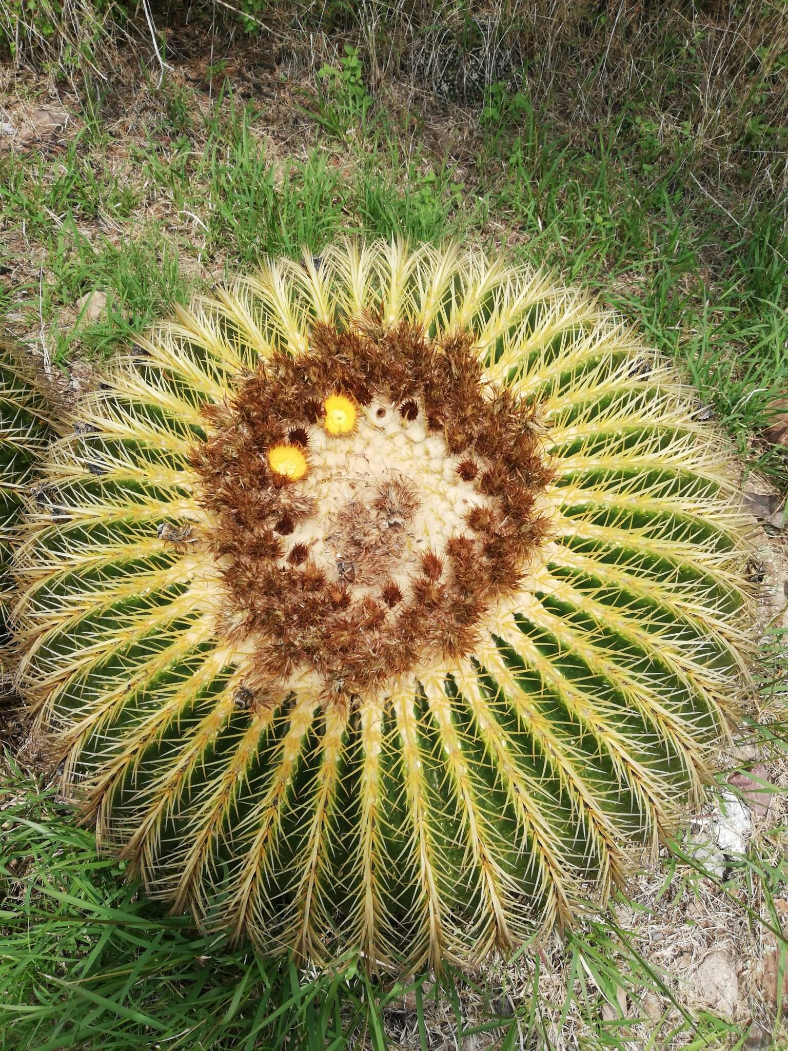 Echinocactus grusonii